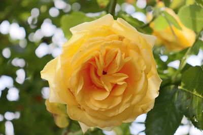 Close-up of yellow rose flower