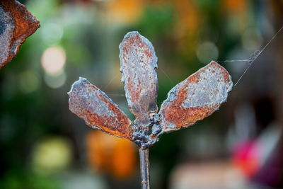 Close-up of snow on plant during winter