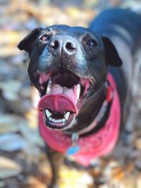 Close-up of dog