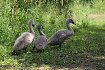 Ducks on a field