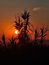 Close-up of silhouette plants against orange sunset sky