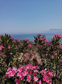 Flowers blooming by sea against clear sky