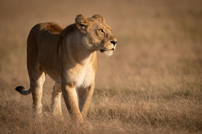 Lioness walking on grassy field