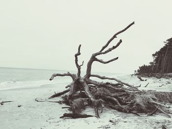 Dead tree on beach against clear sky
