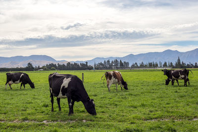 Horses grazing in a field