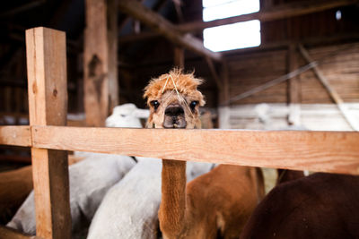 Portrait of llama by railing