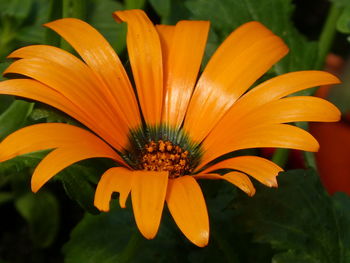 Close-up of orange flower