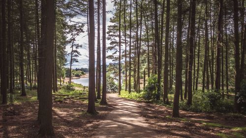 Pine trees in forest