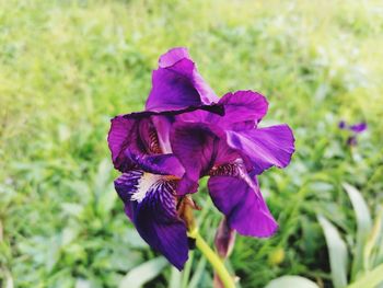 Close-up of purple iris flower on field