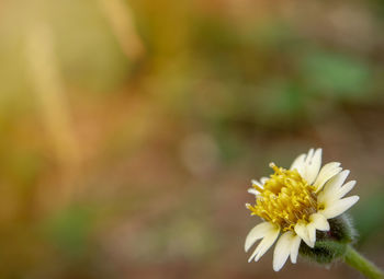 Close-up of white flowering plant