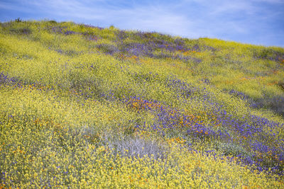 Scenic view of yellow flowering plants on field against sky