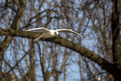 Low angle view of bird flying