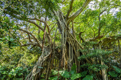 Low angle view of trees in forest