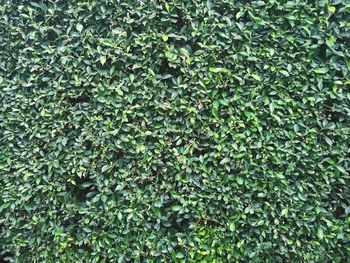 Full frame shot of ivy growing on tree