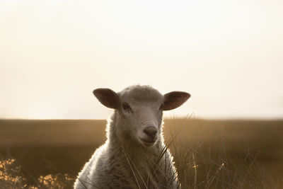 Portrait of dall sheep against clear sky