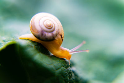 Close-up of snail on leaf