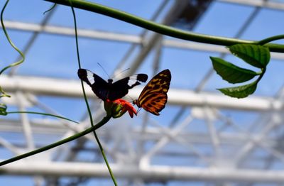 Close-up of butterfly flying