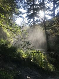 Sunlight streaming through trees in forest