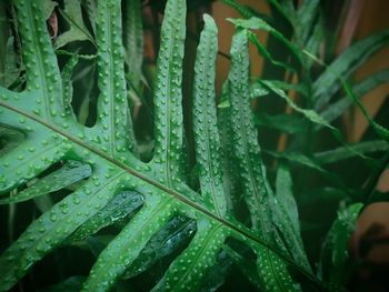 Close-up of wet plants during rainy season