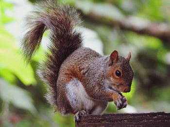 Close-up of squirrel