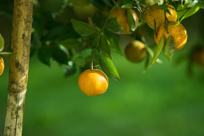 Oranges growing on tree