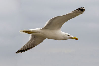 Low angle view of seagull flying against sky