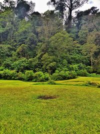 Scenic view of forest