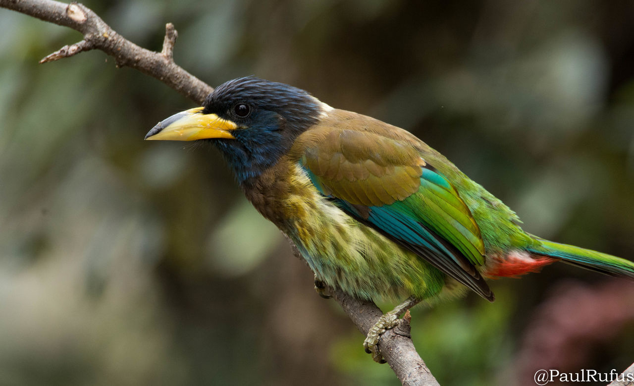 CLOSE-UP OF BIRD PERCHING ON TREE