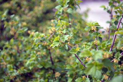 Plants growing outdoors