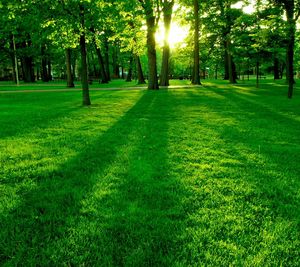 Trees on green landscape