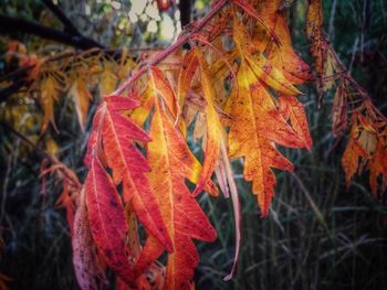 Close-up of maple leaves during autumn