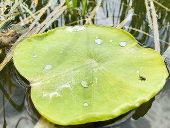 Close-up of raindrops on leaf