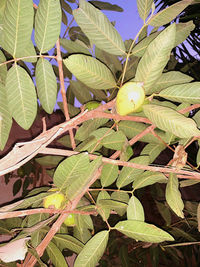 Close-up of fruits growing on tree