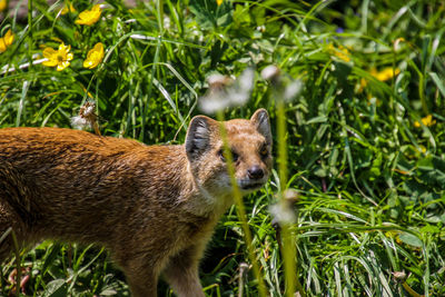 Portrait of an animal on field