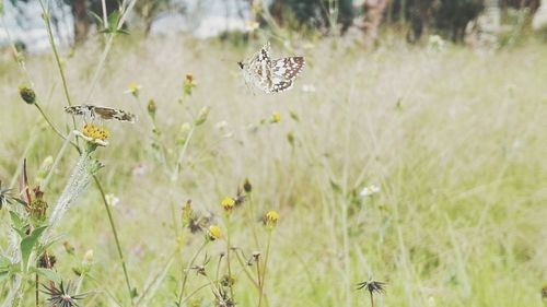 Butterflies by plants on field