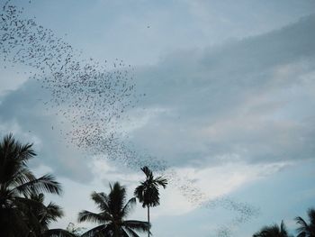 Low angle view of silhouette birds flying against sky