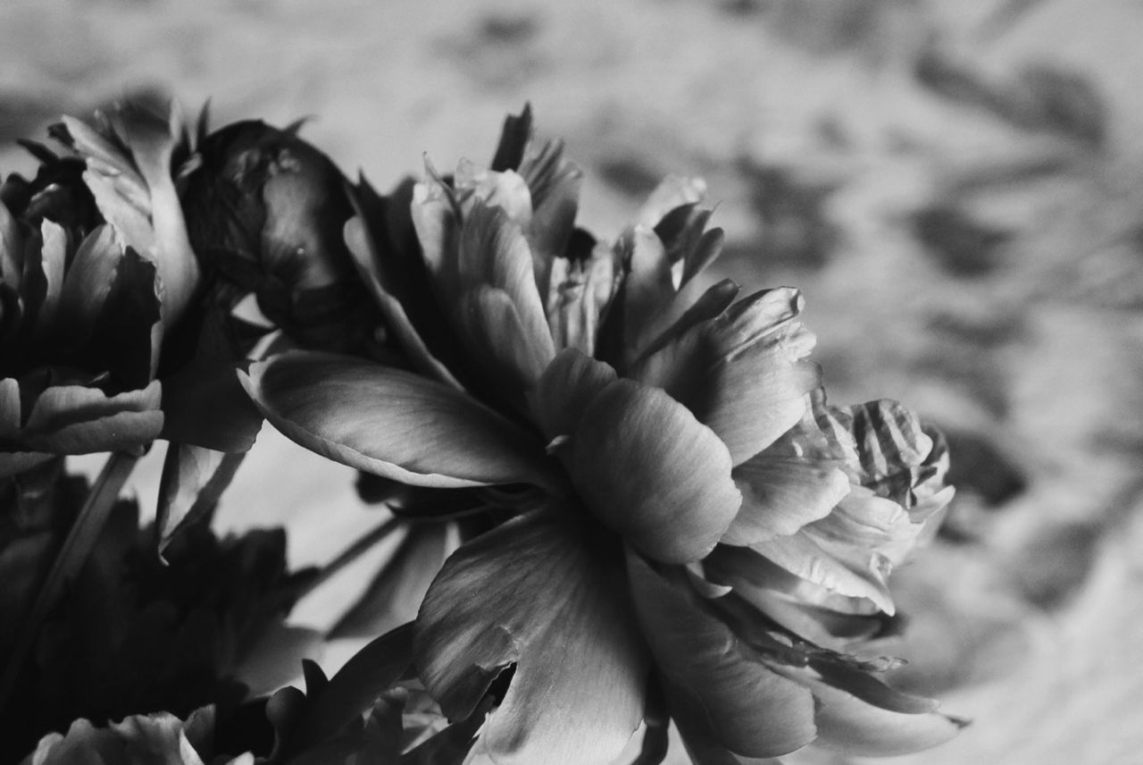 flower, petal, flower head, freshness, fragility, growth, close-up, beauty in nature, nature, blooming, focus on foreground, plant, pollen, no people, single flower, in bloom, selective focus, outdoors, day, botany