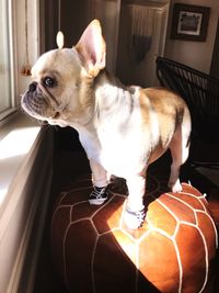 Dog looking away while sitting at home