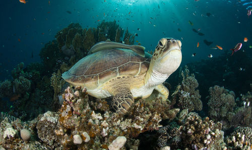 Close-up of turtle swimming in sea