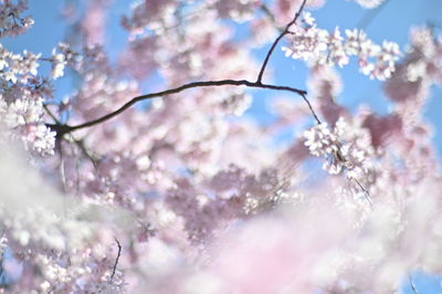 Low angle view of cherry blossoms against sky