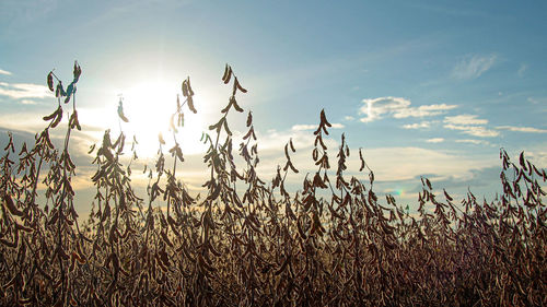 Plants growing on field against sky during sunset