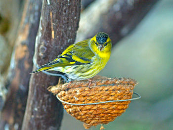 Close-up of bird perching on tree