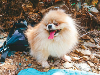 Close-up of a dog on field