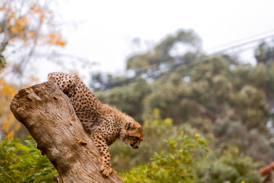 Baby leopard climbing down log