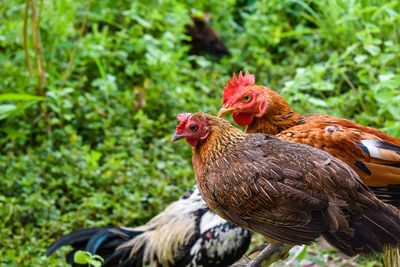 Close-up of a rooster