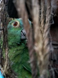 Close-up of bird on tree trunk