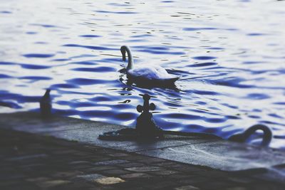 Birds in water