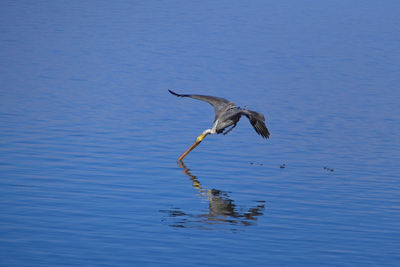 Brown pelican hunting in lake