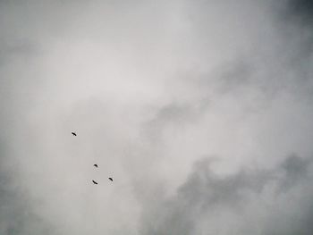 Birds flying in sky