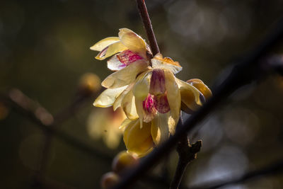 Close-up wax plum flower